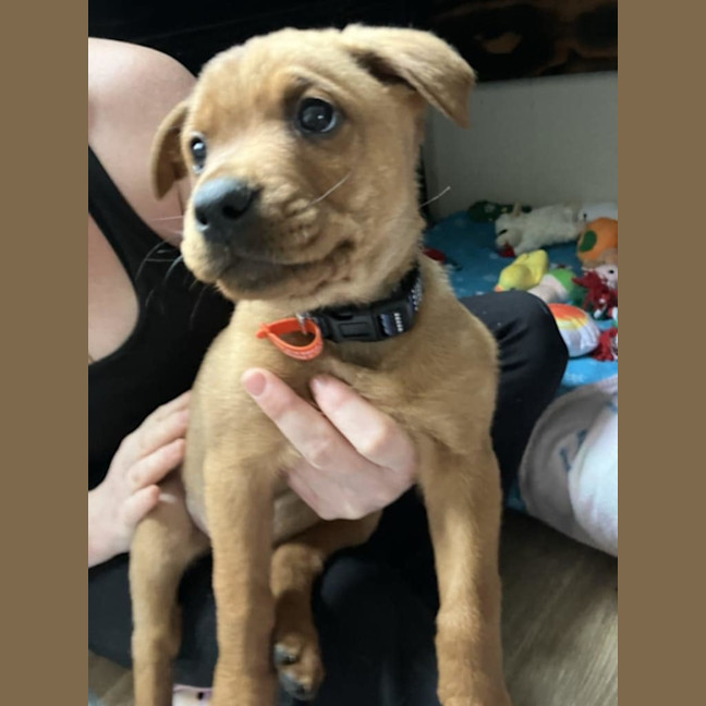 Photo of Puppies 💜