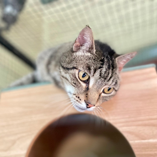 Photo of Tiger