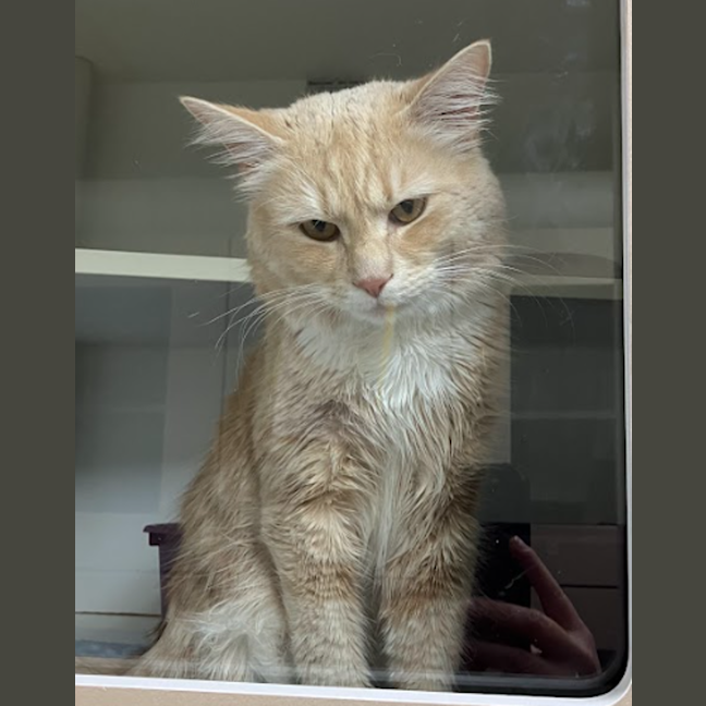 Photo of Cheddar