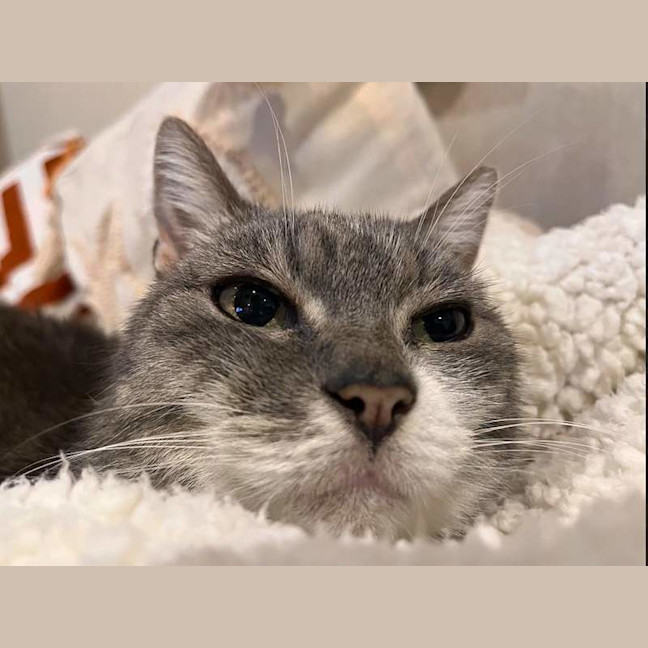 Photo of Sweetie