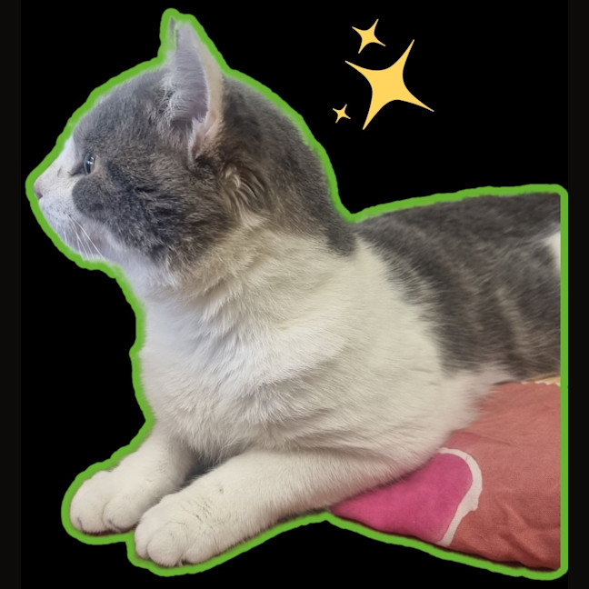 Photo of Chatterbox Aka "Chatty"