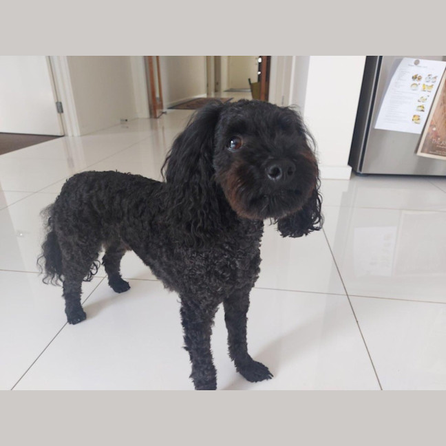 Photo of Sherlock And Willow Picton