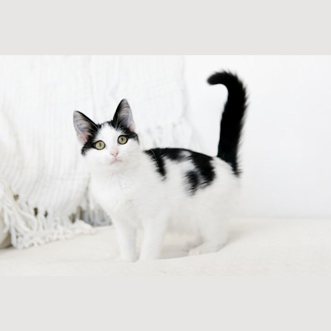 Photo of Juno