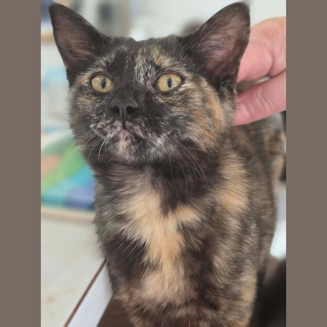 Photo of Tulip   In Foster Care In Healesville