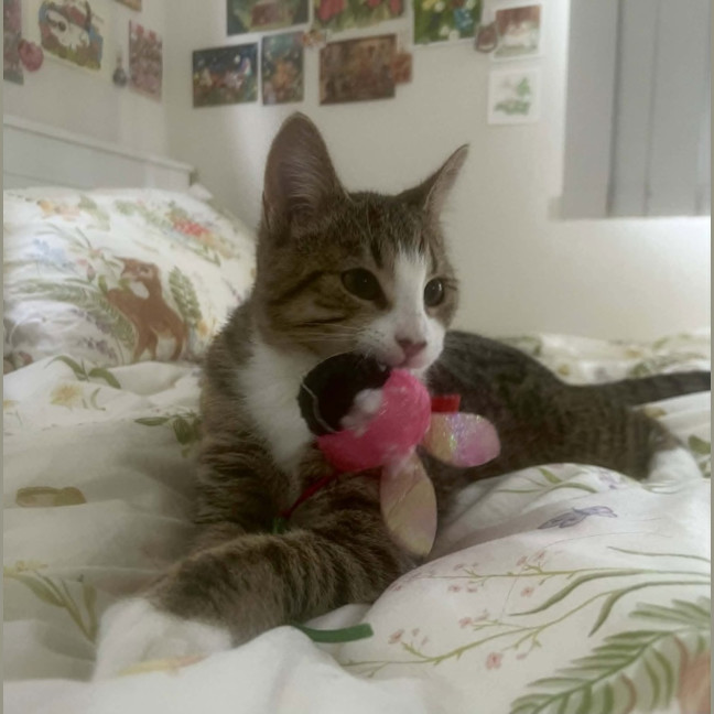 Photo of Jellybean 