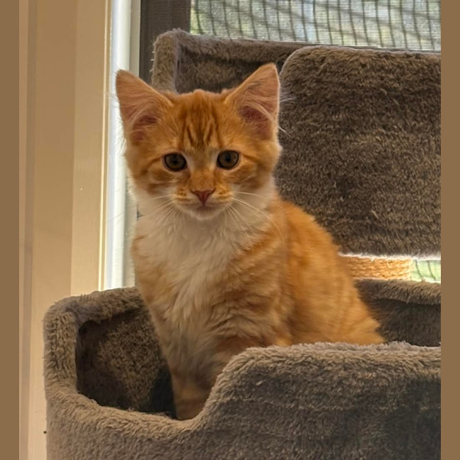 Photo of Jingle & Bell 