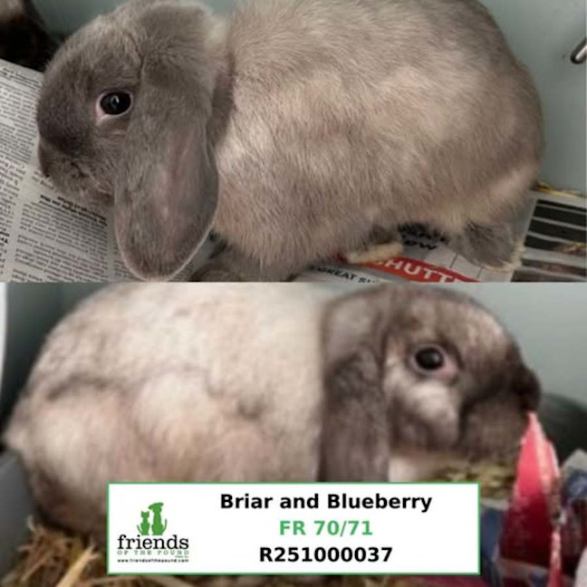 Photo of Briar And Blueberry