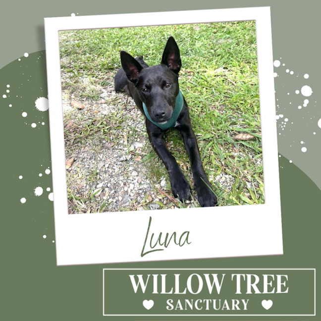 Photo of Luna