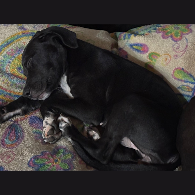 Photo of Freya