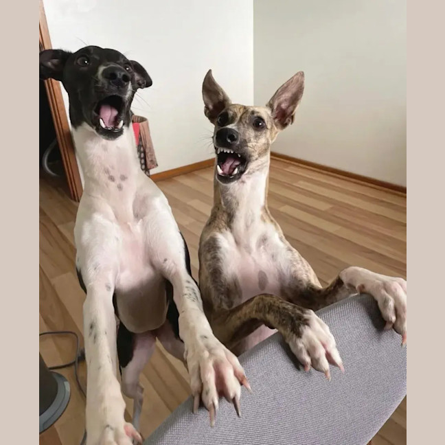 Photo of Moka & Nellie
