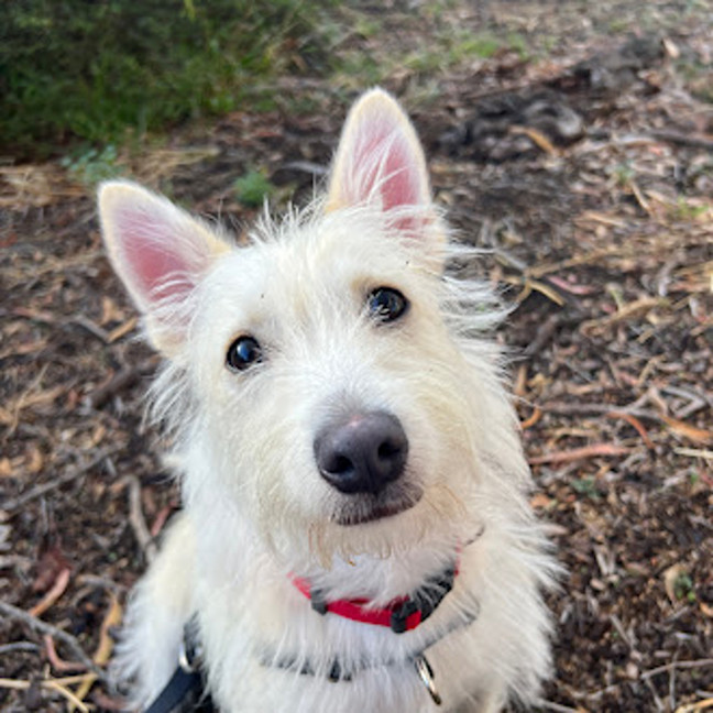 Photo of Wilburt