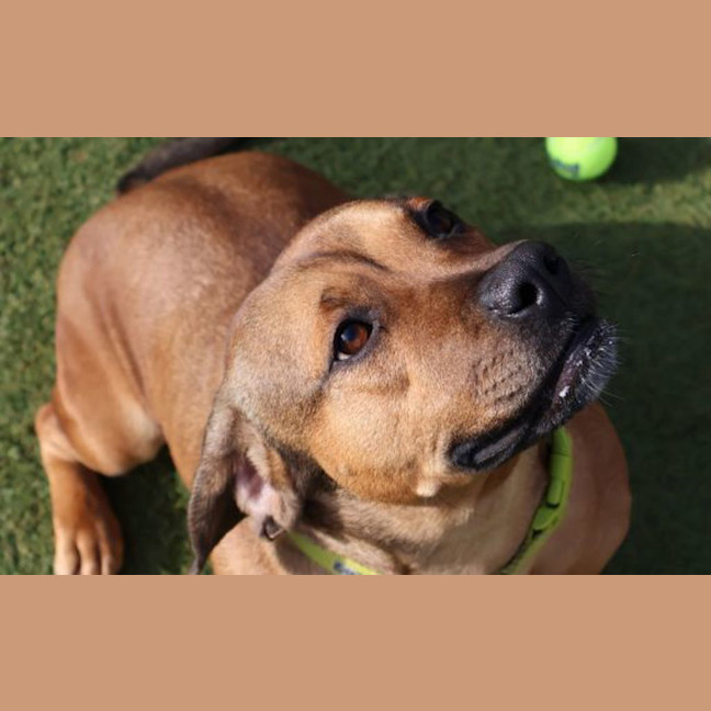 Photo of Ruby