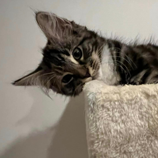 Photo of Buffy