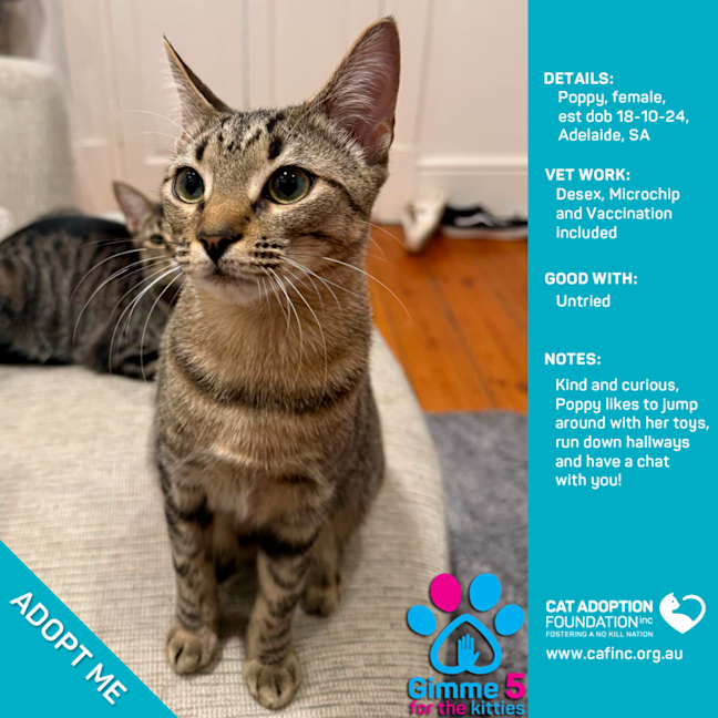 Photo of Poppy Just $100 Limited Time!