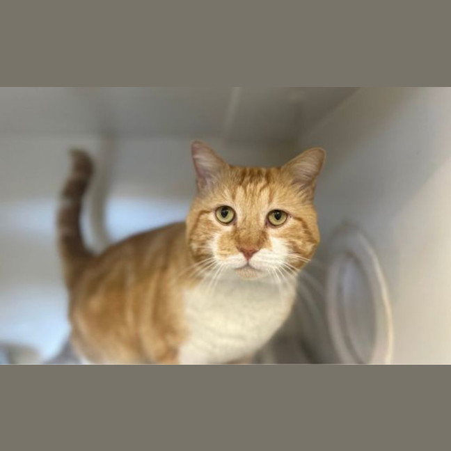 Photo of Maple
