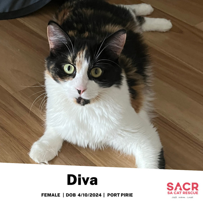 Photo of Diva