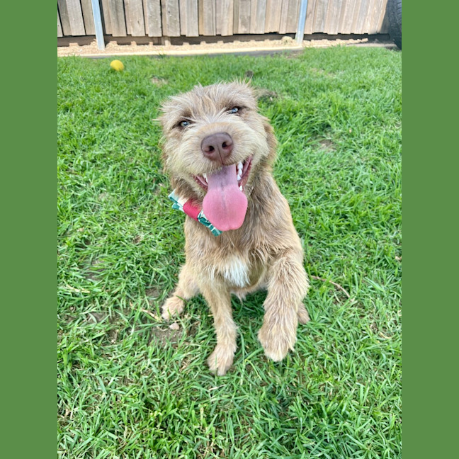 Photo of Oscar