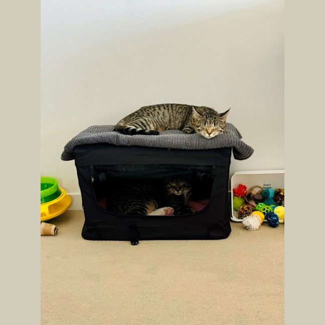 Photo of Tarzan And Zora