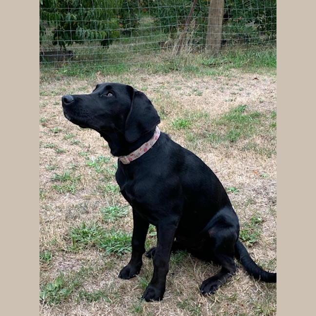 Photo of Luna