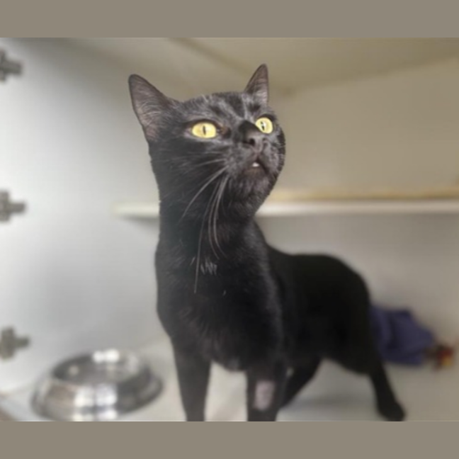 Photo of Hermes