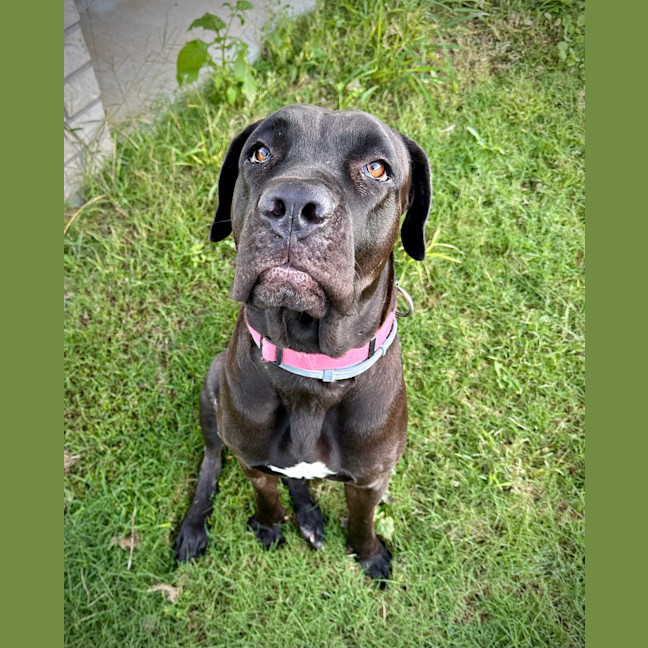 Photo of Bindi