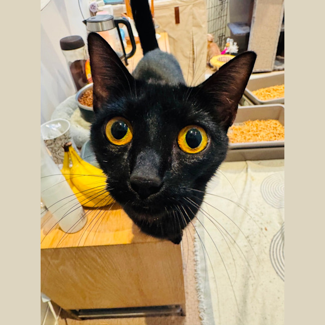 Photo of 🐾 Adelaide 🐾