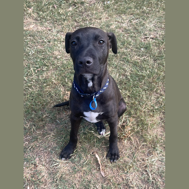 Photo of Chief 