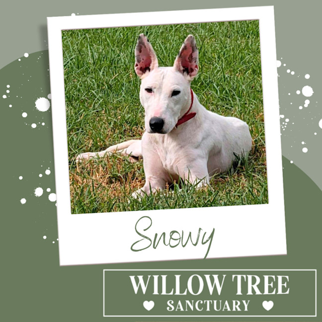 Photo of Snowy