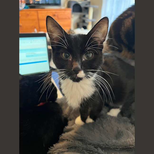 Photo of Biscuit *9 Lives Project Rescue*