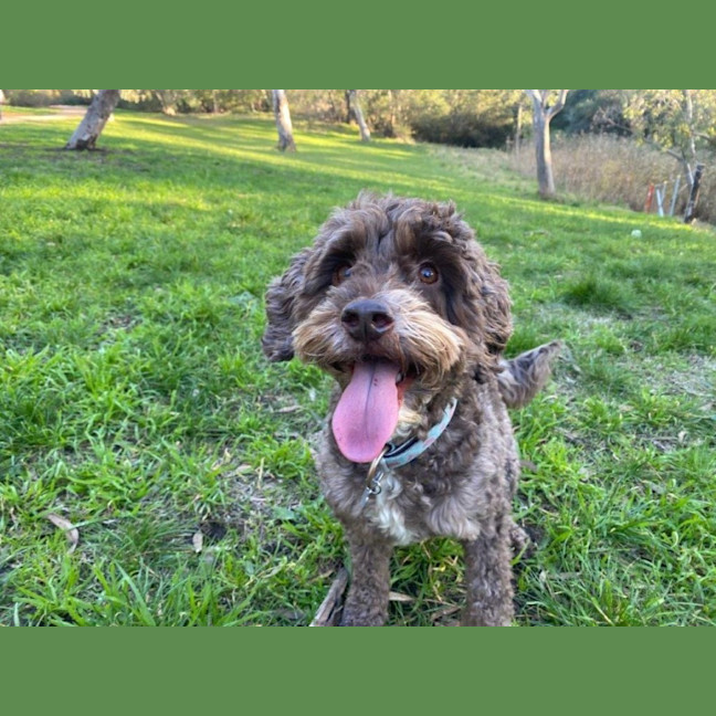 Photo of Milo Russelton