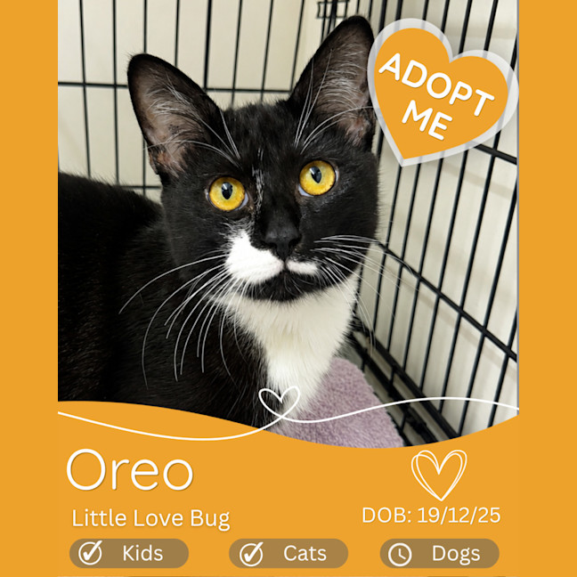 Photo of Oreo