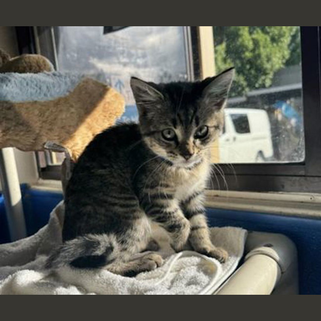 Photo of Pippin