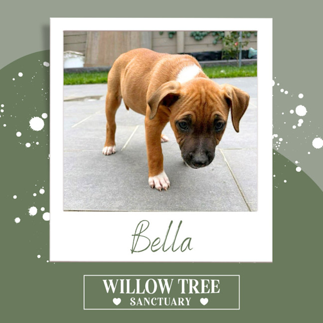 Photo of Bella