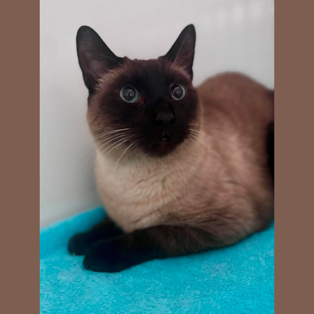 Photo of Chai