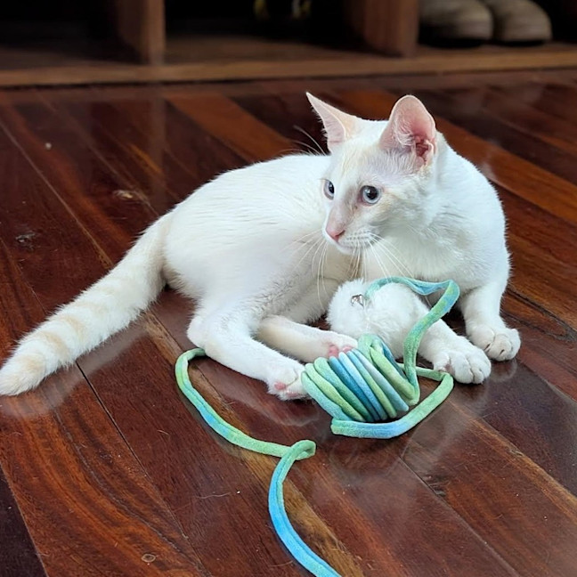 Photo of Sir Cornelius