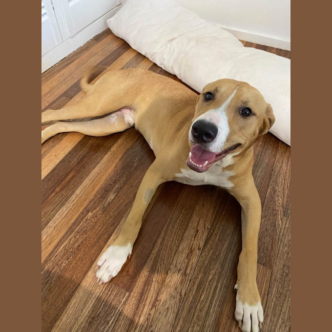 Photo of Chase 