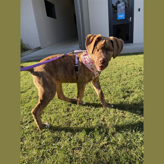 Photo of Honey