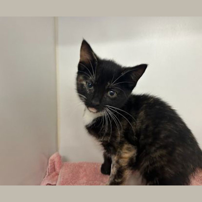 Photo of Juniper