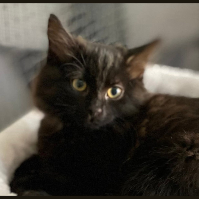 Photo of Kanzi