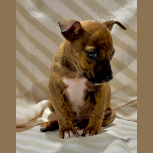 Photo of Poppyseed