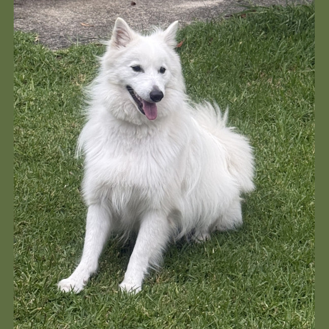 Photo of Max   1 Year Old Japanese Spitz