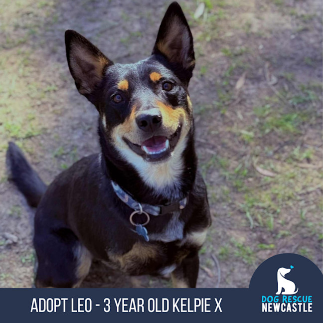 Photo of Leo   3 Year Old Kelpie X Cattle Dog