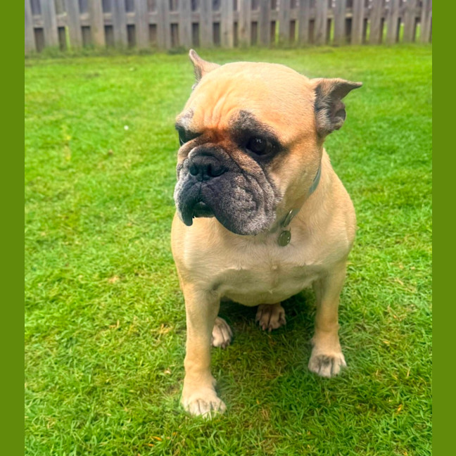 Photo of Rubble *$350 Adoption Fee*