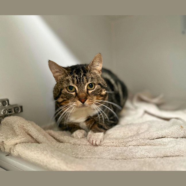 Photo of Chester
