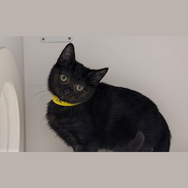 Photo of Clyde