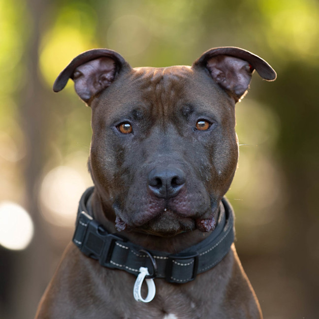 Photo of Opi