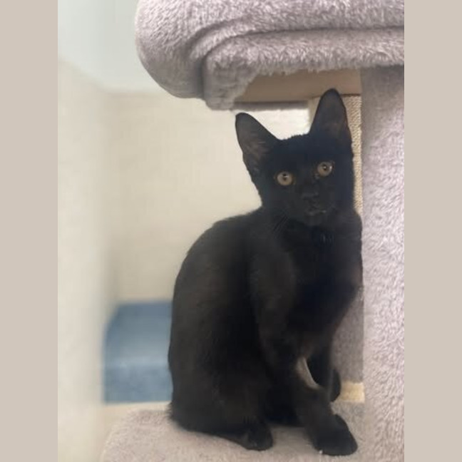 Photo of Olive