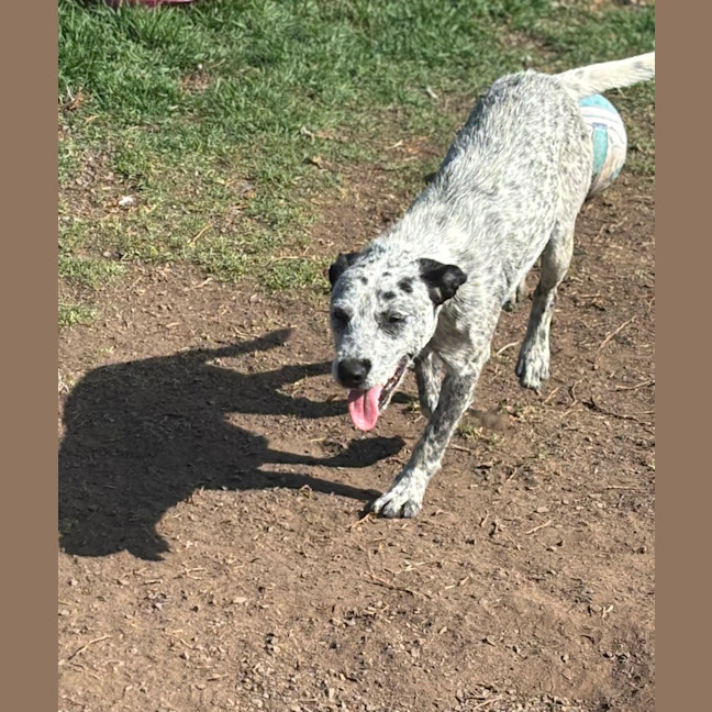 Photo of Scruffy