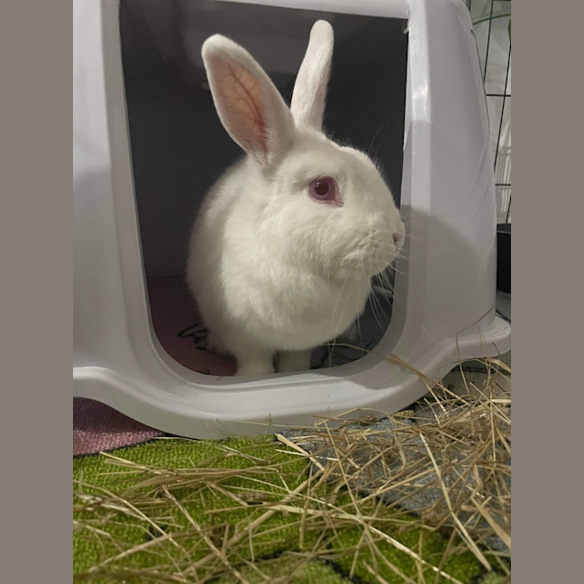 Photo of Fluffball Mc Gee