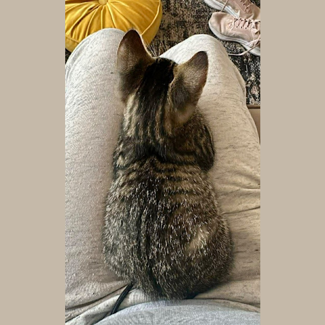 Photo of Tobias Torrens